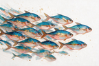 SOLORART Abstract Art | Gilded Shoal in Motion